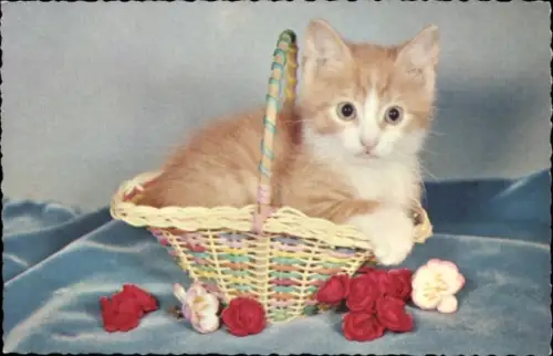 Ak Kitten im Korb, Portrait