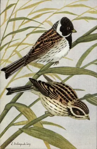 Ak Rohrspatzen im Schilf