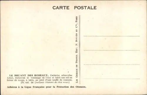 Ak Rohrspatzen im Schilf