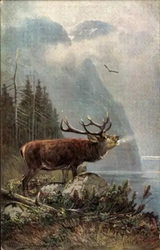 Künstler Ak röhrender Hirsch