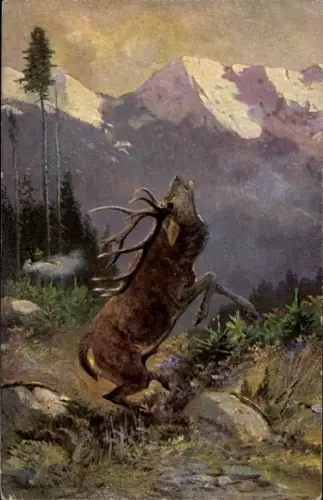 Künstler Ak röhrender Hirsch