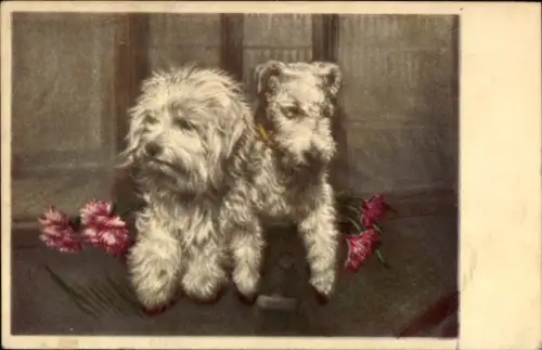 Ak Portrait, Terrier