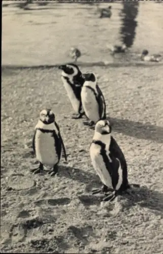 Ak Afrikanische Pinguine im Zoo