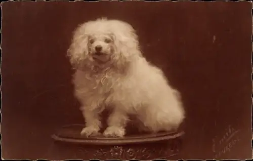 Foto Ak Portrait eines weißen Hundes