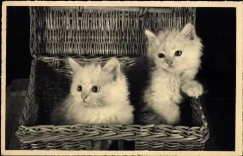 Ak Portrait zweier Kitten im Korb