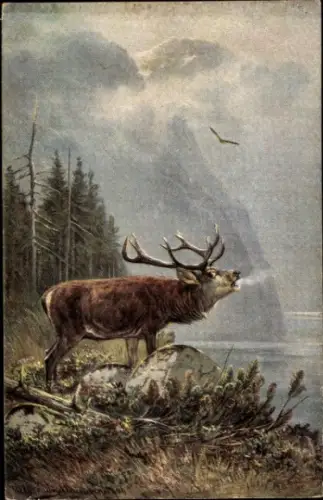 Künstler Ak Röhrender Hirsch