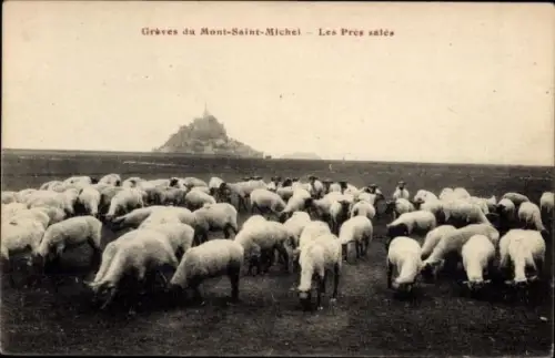 Ak Le Mont Saint Michel Manche, Schafherde auf dem Watt