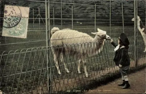 Ak Lyon Rhône, Lama im Gehege