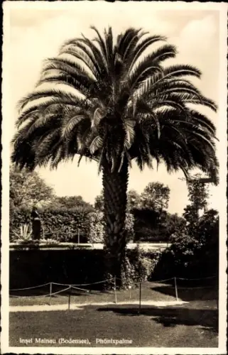 Ak Insel Mainau im Bodensee, Phönixpalme,  Bodensee