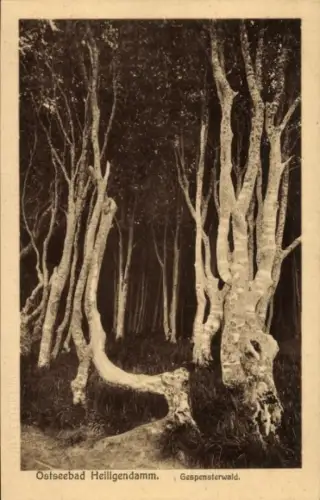 Ak Seebad Heiligendamm Bad Doberan, Ostseebad  Gespensterwald, Bäume, Natur