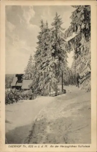 Ak Oberhof im Thüringer Wald, Schneebedeckte Landschaft, hohe Tannen, Weg, Golfwiese, Oberhof