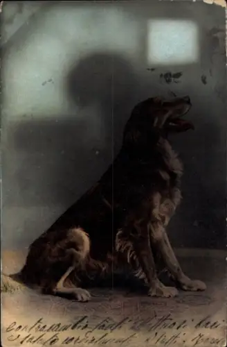 Ak Hundeportrait