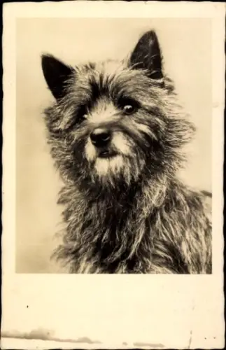 Ak Hundeportrait