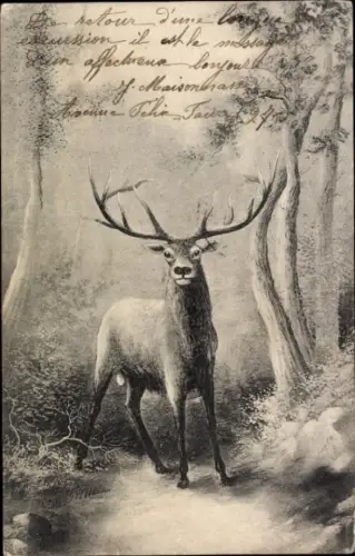 Ak Hirsch im Wald