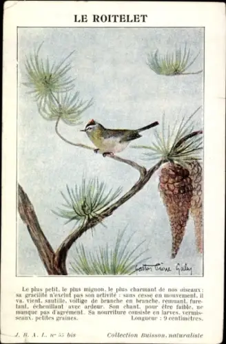 Künstler Ak Galey, Gaston, Zaunkönig auf Tannenzweig