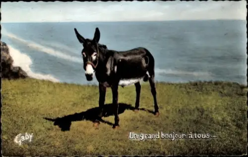 Ak Esel an der Steilküste, Meer
