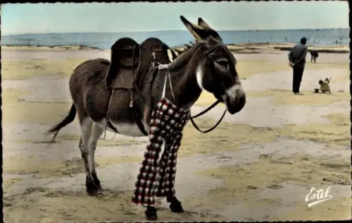 Ak Esel am Strand