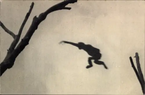 Ak Affe im Sprung, Zoo