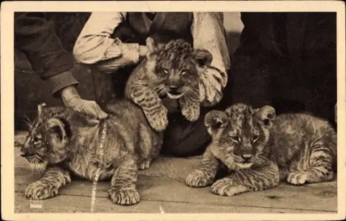 Ak Tigerjungen im Zoo