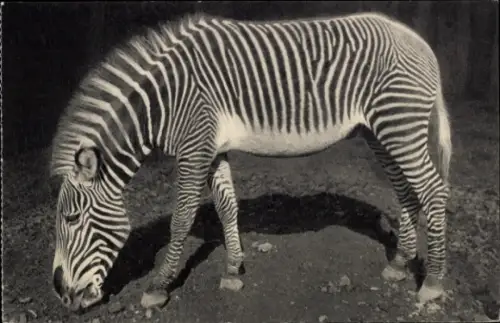 Ak Un Zèbra de Grévy, Zebra, Grevyzebra, Parc zoologique de Paris