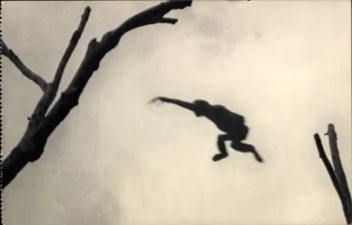 Ak Affe im Sprung, Zoo