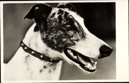 Ak Windhund, Hundeportrait, Kopfstudie