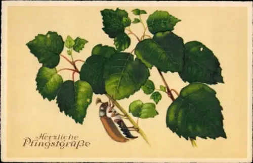 Ak Herzliche Pfingstgrüße, Maikäfer