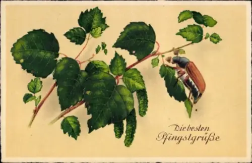 Ak Herzliche Pfingstgrüße, Maikäfer