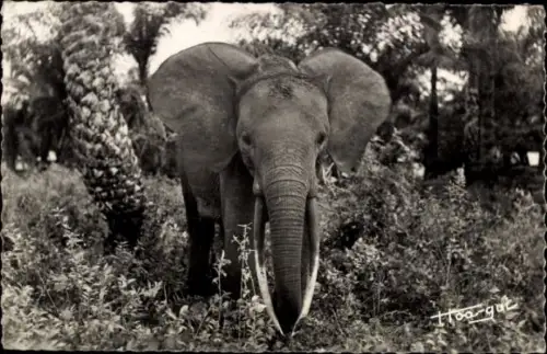 Ak Portrait eines Elefanten