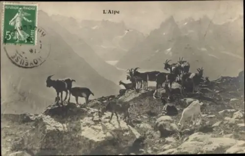 Ak Ziegenherde am Abhang