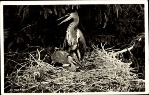 Ak Reiher im Nest