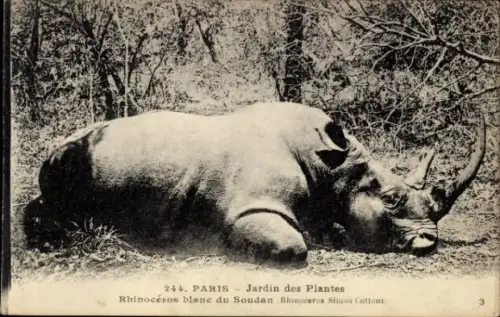 Ak weißes Nashorn aus dem Sudan, Paris Jardin des Plantes