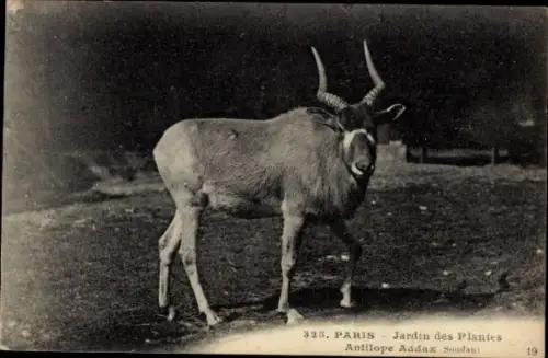 Ak Portrait einer Antilope