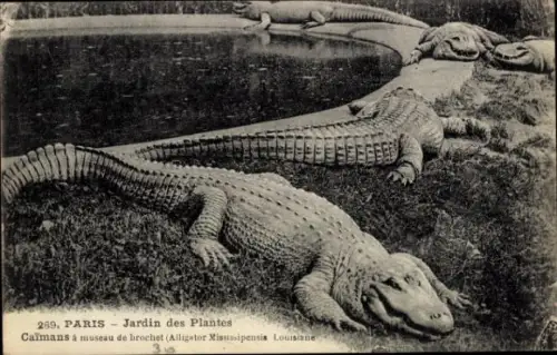 Ak Kaimane, Krokodile im Zoo Paris, Jardin des Plantes