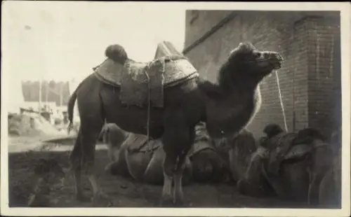 Foto Ak Portrait eines Kamels