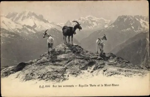 Ak Böcke auf den Gipfeln vom Mont Blanc