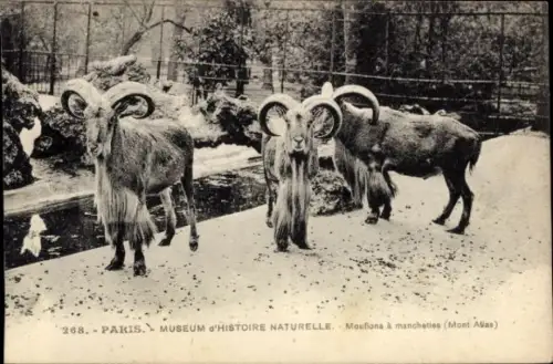 Ak Manxschafe im Zoo