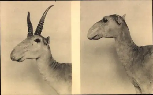 Ak Königliches Museum für Naturgeschichte, Salga Antilope