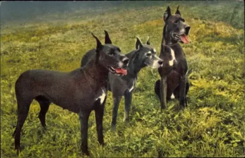 Ak Portrait dreier Deutscher Doggen