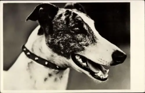 Ak Windhund, Hundeportrait, Kopfstudie