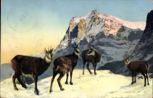 Ak Ziegen am Berghang