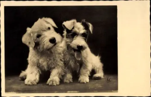 Ak Portrait zweier Terrier