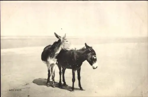 Ak Portrait zweier Esel am Strand