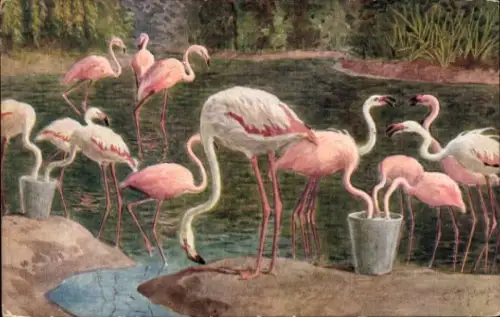 Ak Flamingos im Zoo