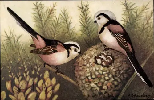 Künstler Ak Die Vögel Frankreichs, Die Schwanzmeise, Aegithalus caudatus (Linnaeus)