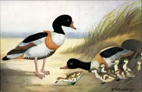 Künstler Ak Die Vögel Frankreichs, Die Lachhuhn, Tadorna tadorna, Linnaeus