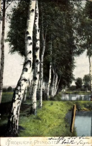 Ak Glückwunsch Pfingsten, Birken