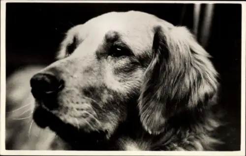 Ak Retriever, Hund, Hundeportrait, Kopfstudie