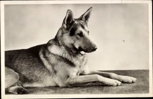 Ak Schäferhund, Tierportrait