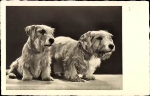 Ak Hundeportrait, Zwei Hunde, Terrier